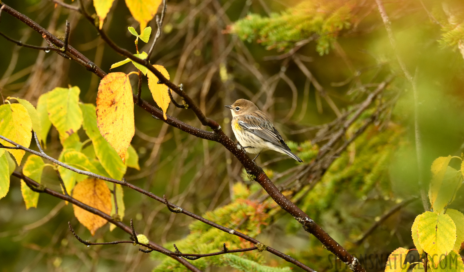 Setophaga coronata coronata [400 mm, 1/200 Sek. bei f / 7.1, ISO 2000]